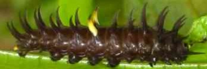 Larvae
